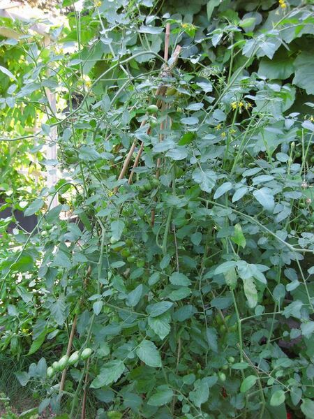 File:576px-IMG 0389 nybg09.jpg