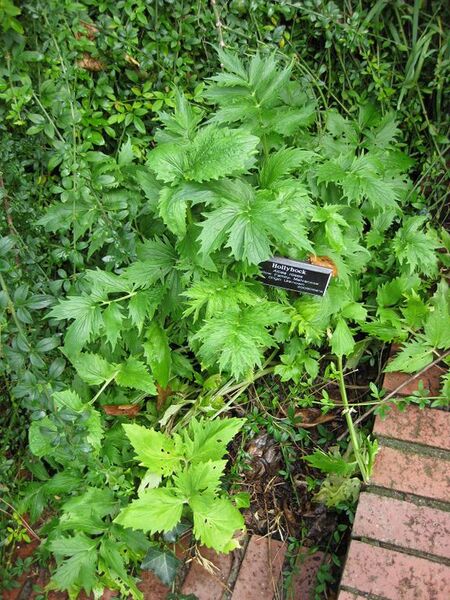 File:576px-IMG 0663 bbg09.jpg