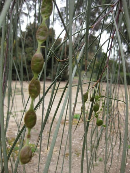 File:576px-IMG 4800 hunt0904.jpg