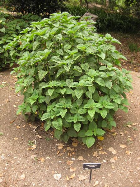 File:576px-IMG 6991 hunt09jun.jpg