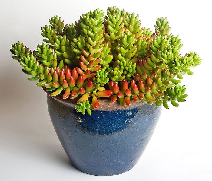 File:896px-Sedum rubrotinctum.jpg