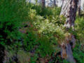 Arbutus unedo—Corsica
