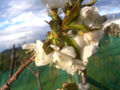 White Cherry Flowers