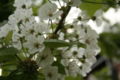 White Cherry Tree Blossoms