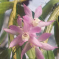 Dendrobium hercoglossum