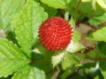 Fruit