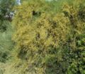 Ephedra fragilis Male plant with cones