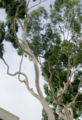 Thumbnail for version as of 17:54, 8 October 2008