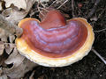 Thumbnail for version as of 06:56, 20 October 2007