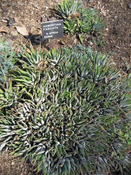 File:Hawthornia fasciata-IMG 0378 hunt07.jpg