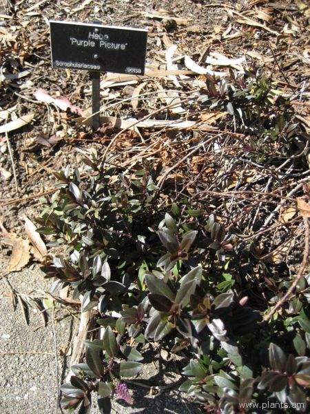 File:Hebe-purple picture-IMG 0625 hunt07.jpg