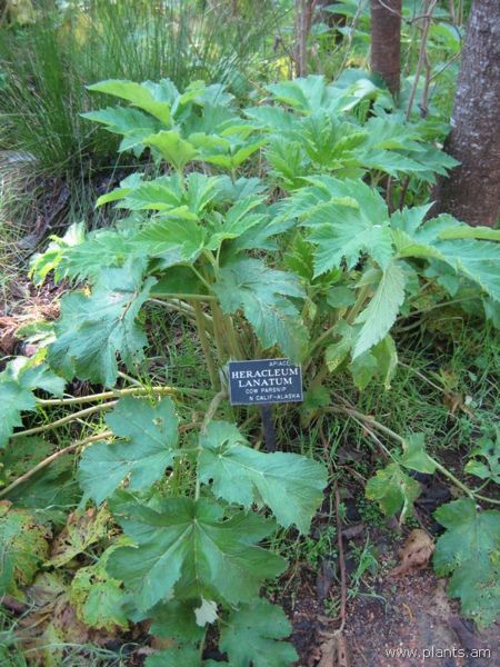 File:Heracleum lanatum-cow parsnip-IMG 7889 sfbg0308.jpg