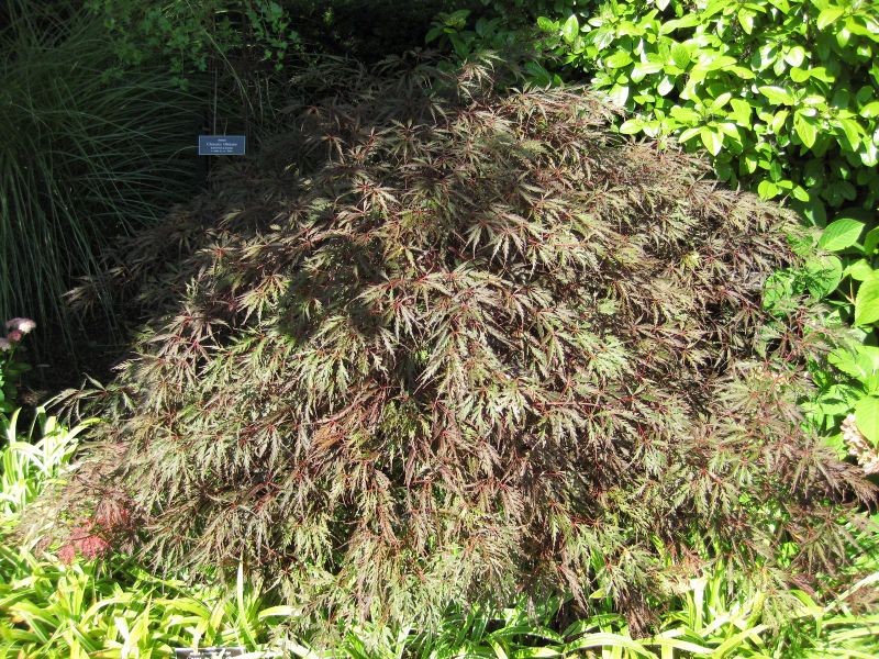 File:IMG 0053 nybg09.jpg
