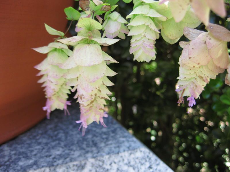 File:IMG 0265 nybg09.jpg