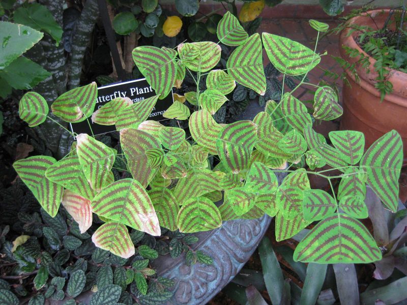 File:IMG 0969 bbg09.jpg