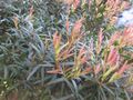 Thumbnail for version as of 17:20, 26 November 2009