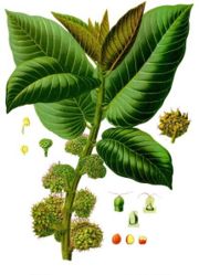 Panama Rubber Tree (Castilla elastica)