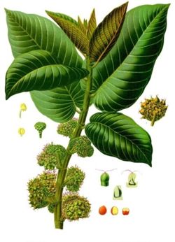 Panama Rubber Tree (Castilla elastica)