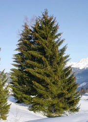 Norway Spruce (Picea abies)