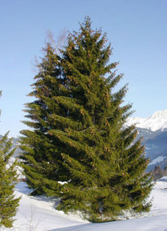 Norway Spruce (Picea abies)