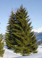 Thumbnail for version as of 06:37, 16 November 2007