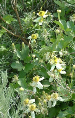 Pipestem Clematis in Sunol Regional Wilderness, California