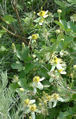Thumbnail for version as of 22:49, 23 January 2008
