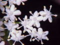 Black Elder (Sambucus nigra)