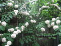 Thumbnail for version as of 05:17, 3 October 2007