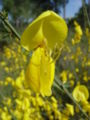 Cytisus grandiflorus