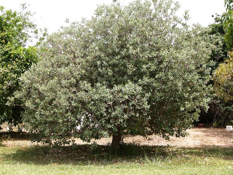 File:1024px-Acca sellowiana tree .jpg