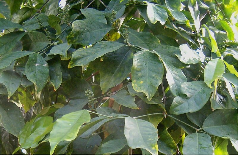 File:1024px-Gnetum gnemon BotGardBln1105B.jpg