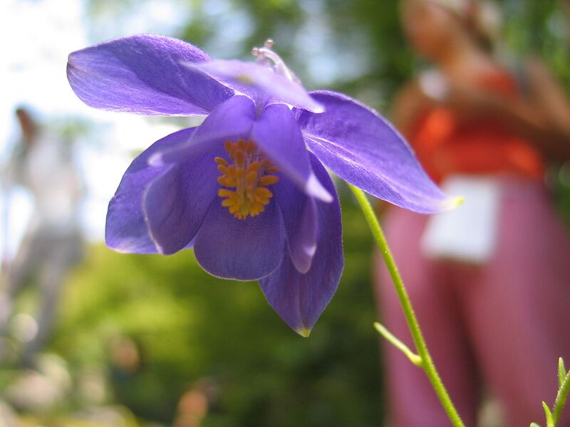 File:1280px-Aquilegia pyrenaica1JUSA.jpg