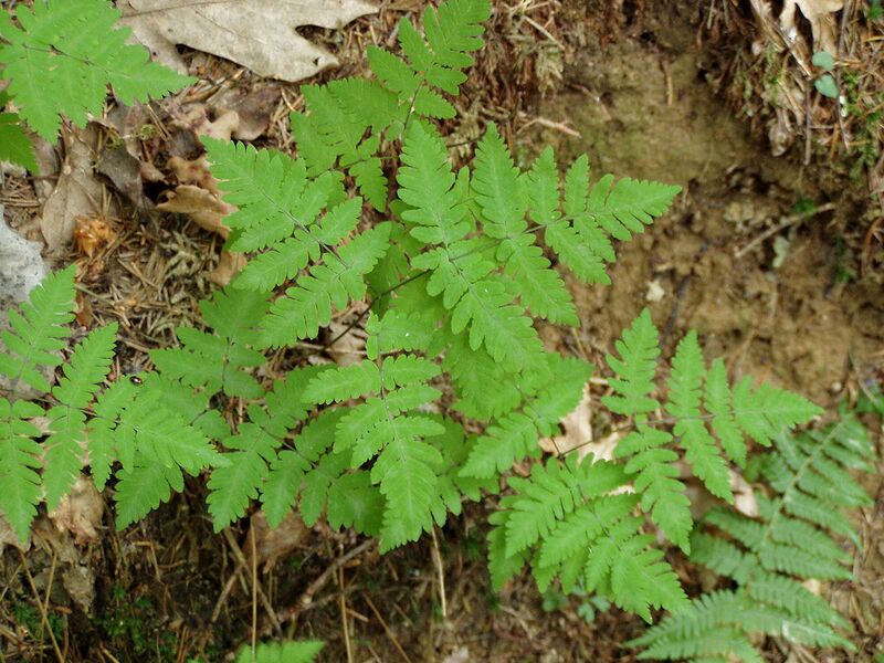 File:1280px-Gymnocarpium dryopteris AT.JPG
