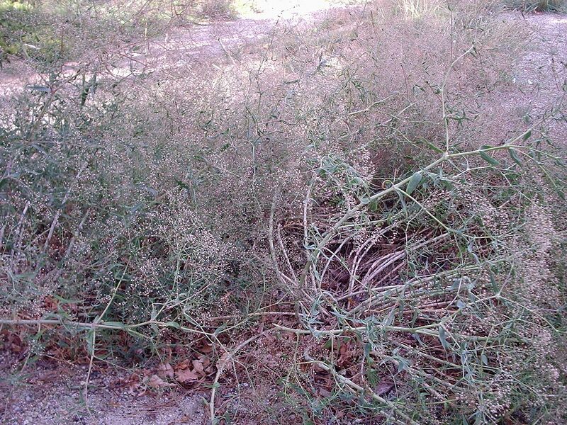 File:1280px-Gypsophila paniculata 2.JPG