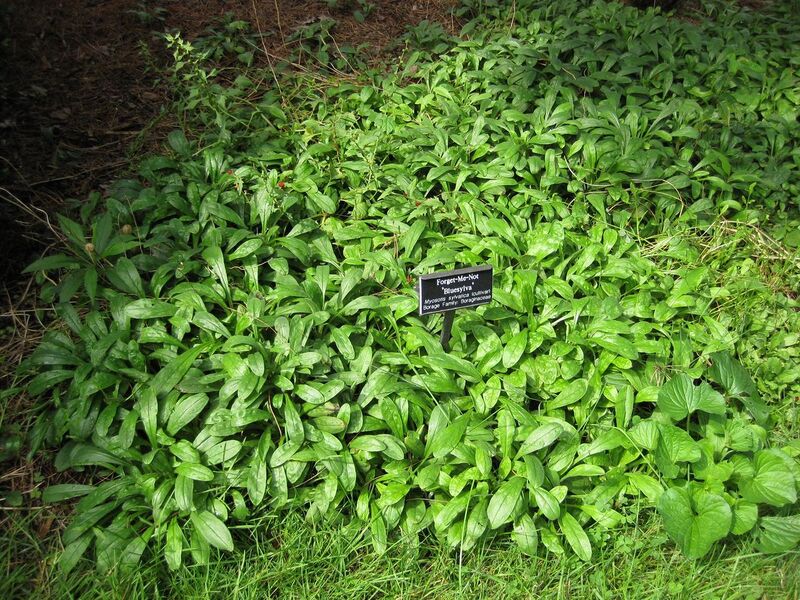 File:1280px-IMG 0688 bbg09.jpg