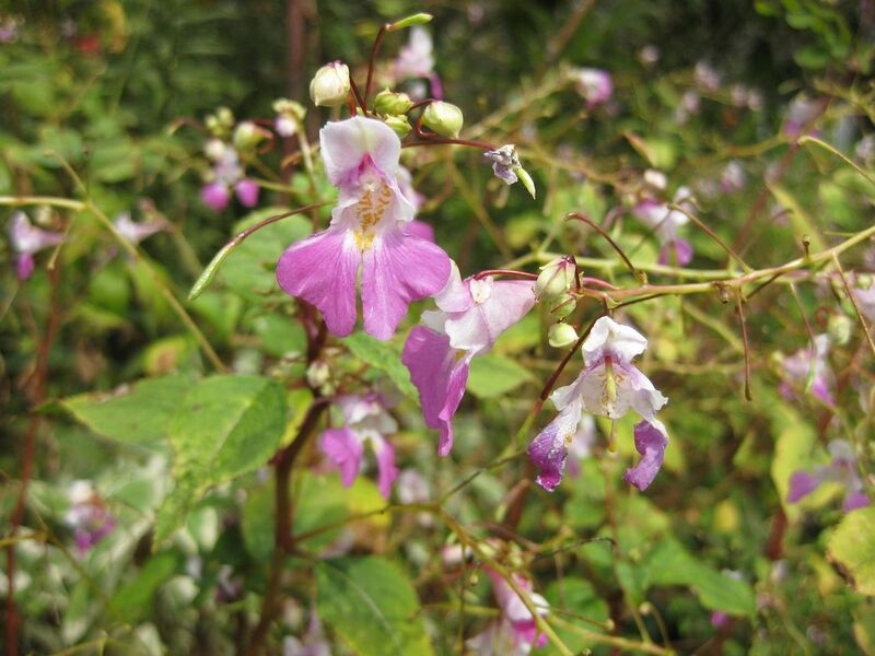 File:1280px-IMG 0845 bbg09.jpg