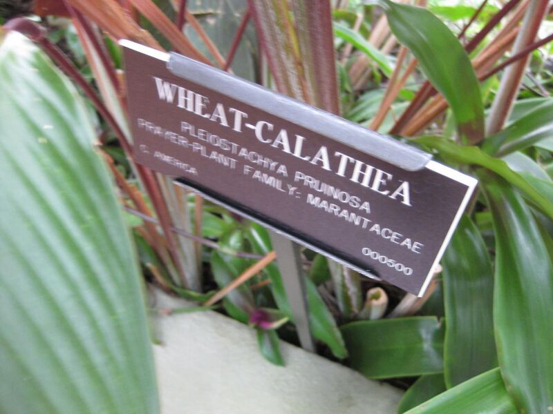 File:1280px-IMG 0906 bbg09.jpg