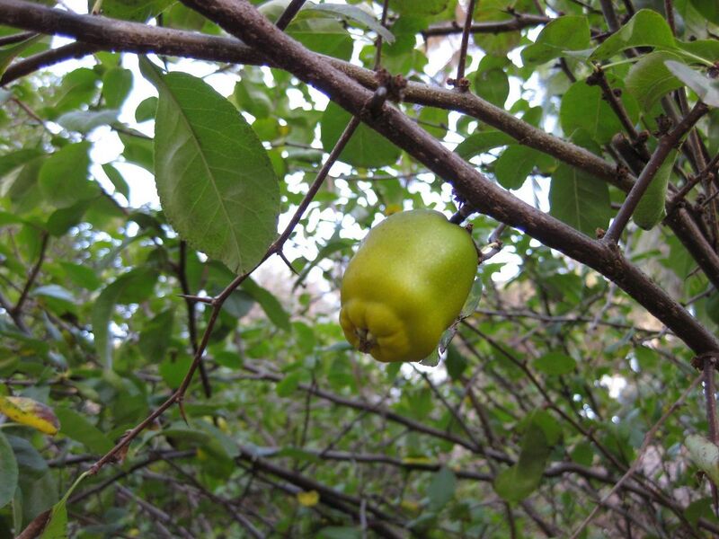 File:1280px-IMG 2695 ucla09.jpg