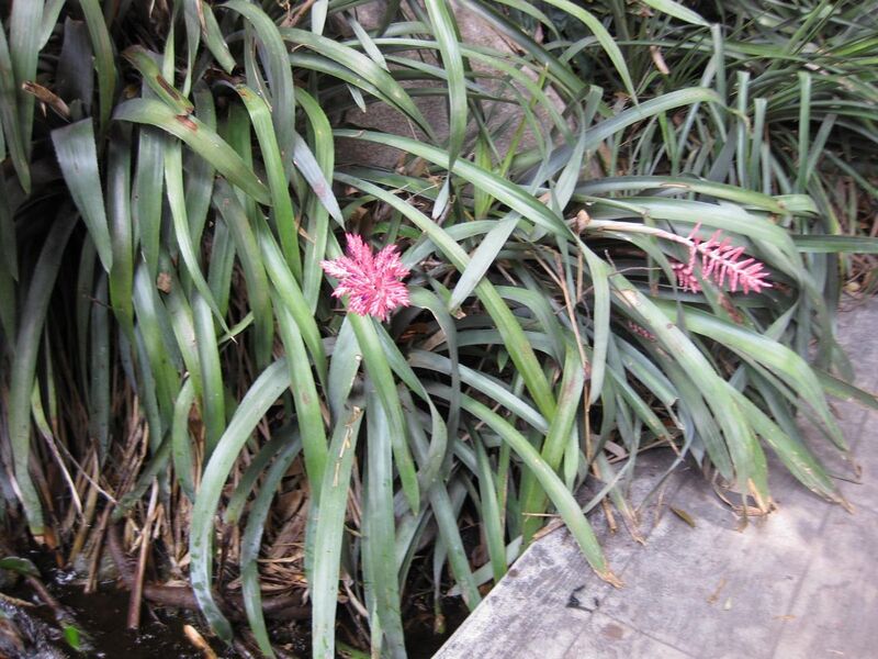 File:1280px-IMG 7503 hunt09jun.jpg