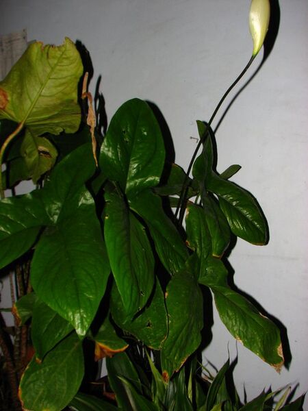 File:20100415033153!Cyrtosperma cuspidisphatum.jpg