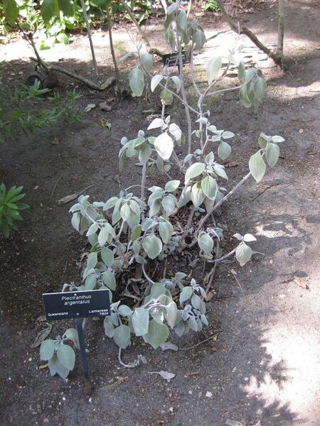 File:576px-IMG 2015 hunt09oct.jpg