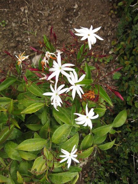 File:576px-IMG 6813 hunt09jun.jpg