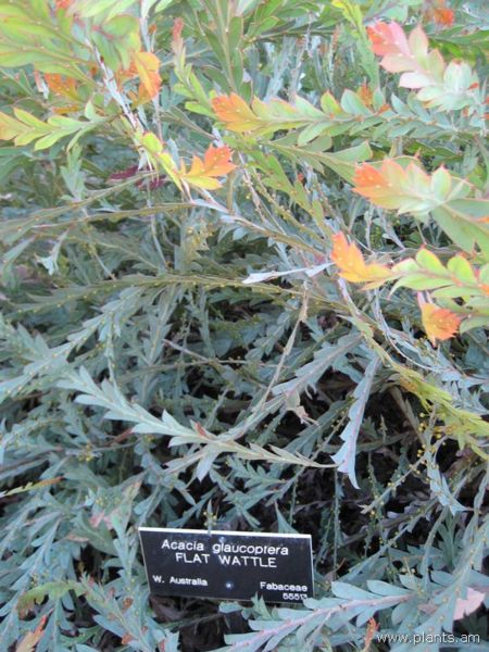 File:Acacia glaucoptera-flat wattle-IMG 0911 hunt07.jpg