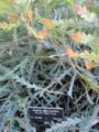 Acacia glaucoptera (flat wattle)