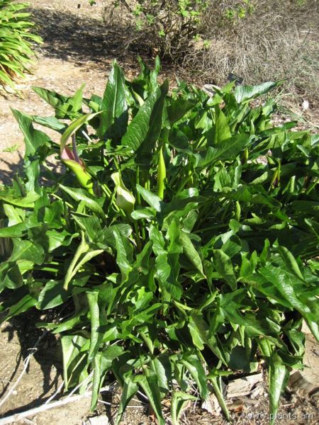 File:Arum pictum-IMG 0820 hunt07.jpg