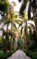 A botanical garden of Kitchener's Island, Aswan