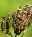 Thumbnail for version as of 13:46, 10 September 2007