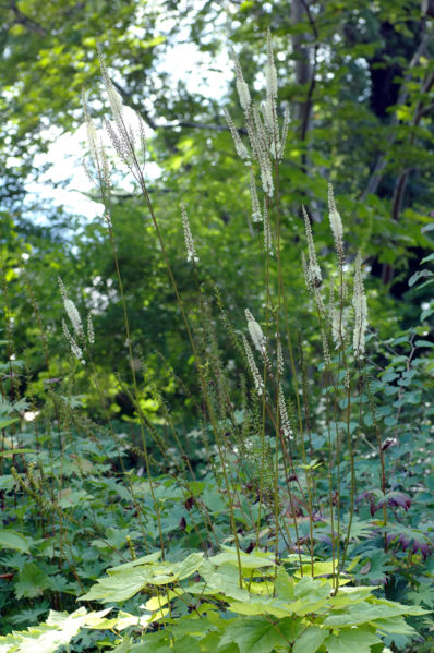 File:Cimicifuga heracleifolia (aka).jpg