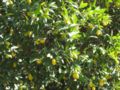 Thumbnail for version as of 09:51, 21 May 2008